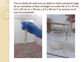 Con la mezcla de cada tuvo se realizo la misma secuencia luego
de ser sometidos al baño serológico en orden de: el 2 a 10 min,
el 3 a 20 min, el a 30 min y el 5 a 40 min.Y se vaciaron en el
vaso de precipitado.
 