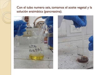 Con el tubo numero seis, tomamos el aceite vegetal y la
solución enzimática (pancreatina).
 