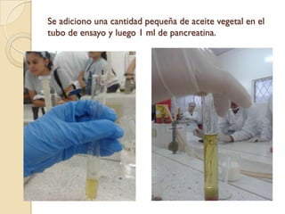 Se adiciono una cantidad pequeña de aceite vegetal en el
tubo de ensayo y luego 1 ml de pancreatina.
 