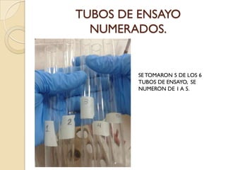 TUBOS DE ENSAYO
NUMERADOS.
SETOMARON 5 DE LOS 6
TUBOS DE ENSAYO, SE
NUMERON DE 1 A 5.
 