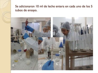 Se adicionaron 10 ml de leche entera en cada uno de los 5
tubos de ensayo.
 