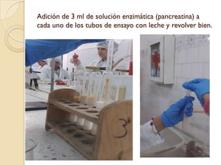 Adición de 3 ml de solución enzimática (pancreatina) a
cada uno de los tubos de ensayo con leche y revolver bien.
 