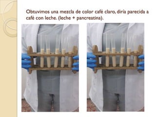 Obtuvimos una mezcla de color café claro, diría parecida a
café con leche. (leche + pancreatina).
 