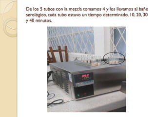 De los 5 tubos con la mezcla tomamos 4 y los llevamos al baño
serológico, cada tubo estuvo un tiempo determinado, 10, 20, 30
y 40 minutos.
 