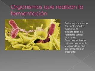 Organismos que realizan la fermentaciónEn todo proceso de fermentación los organismos encargados de realizarla son las bacterias .Descomponiendo así los componentes y logrando el tipo de fermentación deseada.