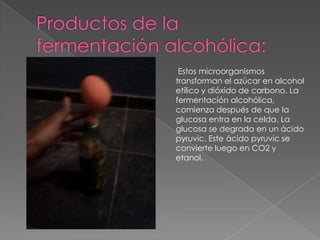 Productos de la fermentación alcohólica: Estos microorganismos transforman el azúcar en alcohol etílico y dióxido de carbono. La fermentación alcohólica, comienza después de que la glucosa entra en la celda. La glucosa se degrada en un ácido pyruvic. Este ácido pyruvic se convierte luego en CO2 y etanol.