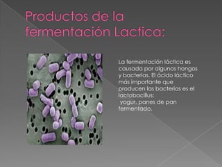 Productos de la fermentación Lactica:La fermentación láctica es causada por algunos hongos y bacterias. El ácido láctico más importante que producen las bacterias es el lactobacillus: yogur, panes de pan fermentado, 