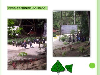 RECOLECCION DE LAS HOJAS
 