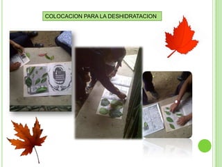 COLOCACION PARA LA DESHIDRATACION
 