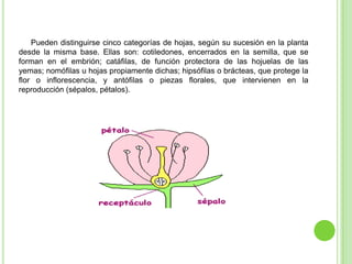Pueden distinguirse cinco categorías de hojas, según su sucesión en la planta
desde la misma base. Ellas son: cotiledones, encerrados en la semilla, que se
forman en el embrión; catáfilas, de función protectora de las hojuelas de las
yemas; nomófilas u hojas propiamente dichas; hipsófilas o brácteas, que protege la
flor o inflorescencia, y antófilas o piezas florales, que intervienen en la
reproducción (sépalos, pétalos).
 