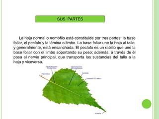 SUS PARTES



    La hoja normal o nomófilo está constituida por tres partes: la base
foliar, el pecíolo y la lámina o limbo. La base foliar une la hoja al tallo,
y generalmente, está ensanchada. El pecíolo es un rabillo que une la
base foliar con el limbo soportando su peso; además, a través de él
pasa el nervio principal, que transporta las sustancias del tallo a la
hoja y viceversa.
 