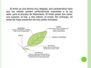 El limbo es una lámina muy delgada; esa característica hace
que las células queden perfectamente expuestas a la luz
solar, para el proceso de fotosíntesis. El limbo posee dos caras:
una superior, el haz, y otra inferior, el envés. Sin embargo, no
todas las hojas presentan las tres partes indicadas.
 
