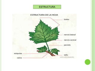 ESTRUCTURA
 