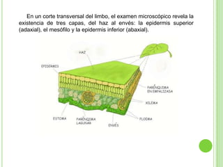 En un corte transversal del limbo, el examen microscópico revela la
existencia de tres capas, del haz al envés: la epidermis superior
(adaxial), el mesófilo y la epidermis inferior (abaxial).
 