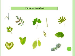 FORMAS Y TAMAÑOS
 