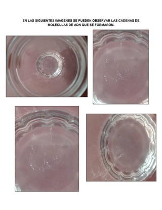 EN LAS SIGUIENTES IMÁGENES SE PUEDEN OBSERVAR LAS CADENAS DE
MOLECULAS DE ADN QUE SE FORMARON.
 