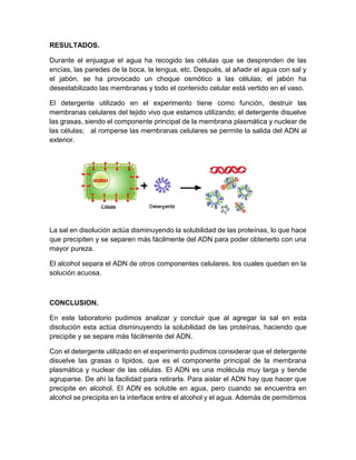 RESULTADOS.
Durante el enjuague el agua ha recogido las células que se desprenden de las
encías, las paredes de la boca, la lengua, etc. Después, al añadir el agua con sal y
el jabón, se ha provocado un choque osmótico a las células; el jabón ha
desestabilizado las membranas y todo el contenido celular está vertido en el vaso.
El detergente utilizado en el experimento tiene como función, destruir las
membranas celulares del tejido vivo que estamos utilizando; el detergente disuelve
las grasas, siendo el componente principal de la membrana plasmática y nuclear de
las células; al romperse las membranas celulares se permite la salida del ADN al
exterior.
La sal en disolución actúa disminuyendo la solubilidad de las proteínas, lo que hace
que precipiten y se separen más fácilmente del ADN para poder obtenerlo con una
mayor pureza.
El alcohol separa el ADN de otros componentes celulares, los cuales quedan en la
solución acuosa.
CONCLUSION.
En este laboratorio pudimos analizar y concluir que al agregar la sal en esta
disolución esta actúa disminuyendo la solubilidad de las proteínas, haciendo que
precipite y se separe más fácilmente del ADN.
Con el detergente utilizado en el experimento pudimos considerar que el detergente
disuelve las grasas o lípidos, que es el componente principal de la membrana
plasmática y nuclear de las células. El ADN es una molécula muy larga y tiende
agruparse. De ahí la facilidad para retirarla. Para aislar el ADN hay que hacer que
precipite en alcohol. El ADN es soluble en agua, pero cuando se encuentra en
alcohol se precipita en la interface entre el alcohol y el agua. Además de permitirnos
 
