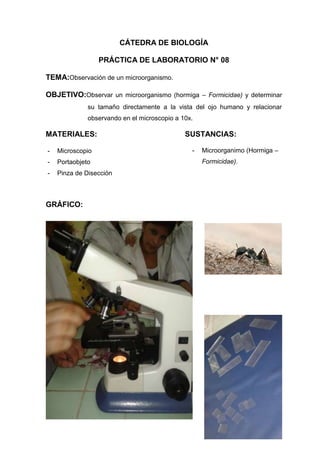 CÁTEDRA DE BIOLOGÍA
PRÁCTICA DE LABORATORIO N° 08
TEMA:Observación de un microorganismo.
OBJETIVO:Observar un microorganismo (hormiga – Formicidae) y determinar
su tamaño directamente a la vista del ojo humano y relacionar
observando en el microscopio a 10x.

MATERIALES:
-

Microscopio

-

Portaobjeto

-

Pinza de Disección

GRÁFICO:

SUSTANCIAS:
-

Microorganimo (Hormiga –
Formicidae).

 