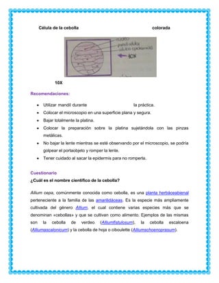 Célula de la cebolla

colorada

10X
Recomendaciones:
Utilizar mandil durante

la práctica.

Colocar el microscopio en una superficie plana y segura.
Bajar totalmente la platina.
Colocar la preparación sobre la platina sujetándola con las pinzas
metálicas.
No bajar la lente mientras se esté observando por el microscopio, se podría
golpear el portaobjeto y romper la lente.
Tener cuidado al sacar la epidermis para no romperla.

Cuestionario
¿Cuál es el nombre científico de la cebolla?
Allium cepa, comúnmente conocida como cebolla, es una planta herbáceabienal
perteneciente a la familia de las amarilidáceas. Es la especie más ampliamente
cultivada del género Allium, el cual contiene varias especies más que se
denominan «cebollas» y que se cultivan como alimento. Ejemplos de las mismas
son

la

cebolla

de

verdeo

(Alliumfistulosum),

la

cebolla

escaloena

(Alliumascalonicum) y la cebolla de hoja o ciboulette (Alliumschoenoprasum).

 