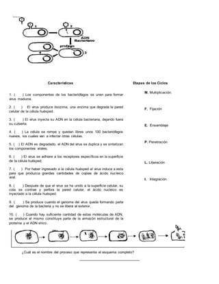 .
Características Etapas de los Ciclos
¿Cuál es el nombre del proceso que representa el esquema completo?
____________________________
1. ( ) Los componentes de los bacteriófagos se unen para formar
virus maduros.
2. ( ) El virus produce lisozima, una enzima que degrada la pared
celular de la célula huésped.
3. ( ) El virus inyecta su ADN en la célula bacteriana, dejando fuera
su cubierta.
4. ( ) La célula se rompe y quedan libres unos 100 bacteriófagos
nuevos, los cuales van a infectar otras células.
5. ( ) El ADN es degradado, el ADN del virus se duplica y se sintetizan
los componentes virales.
6. ( ) El virus se adhiere a los receptores específicos en la superficie
de la célula huésped.
7. ( ) Por haber ingresado a la célula huésped el virus induce a esta
para que produzca grandes cantidades de copias de ácido nucleico
viral.
8. ( ) Después de que el virus se ha unido a la superficie celular, su
cola se contrae y perfora la pared celular, el ácido nucleico es
inyectado a la célula huésped.
9. ( ) Se produce cuando el genoma del virus queda formando parte
del genoma de la bacteria y no se libera al exterior.
10. ( ) Cuando hay suficiente cantidad de estas moléculas de ADN,
se produce el mismo constituye parte de la armazón estructural de la
proteína y el ADN vírico.
M. Multiplicación.
F. Fijación
E. Ensamblaje
P. Penetración
L. Liberación
I. Integración
 