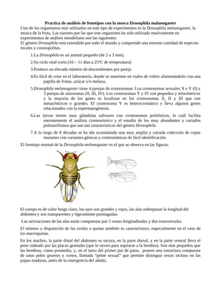 Practica de análisis de fenotipos con la mosca Drosophila malanogaster
Uno de los organismos más utilizados en este tipo de experimentos es la Drosophila melanogaster, la
mosca de la fruta. Las razones por las que este organismo ha sido utilizado masivamente en
experimentos de análisis mendeliano son las siguientes:
El género Drosophila está extendido por todo el mundo y comprende una enorme cantidad de especies
locales y cosmopolitas.
      1.La Drosophila es un animal pequeño (de 2 a 3 mm),
      2.Su ciclo vital corto (10 – 11 días a 25ºC de temperatura)
      3.Produce un elevado número de descendientes por pareja
      4.Es fácil de criar en el laboratorio, donde se mantiene en viales de vidrio alimentándolo con una
             papilla de frutas, azúcar y/o melaza,
      5.Drosophila melanogaster tiene 4 parejas de cromosomas: Los cromosomas sexuales X e Y (I) y
            3 parejas de autosomas (II, III, IV). Los cromosomas Y y IV son pequeños y telocéntricos
            y la mayoría de los genes se localizan en los cromosomas X, II y III que son
            metacéntricos y grandes. El cromosoma Y es heterocromático y lleva algunos genes
            relacionados con la espermatogénesis.
      6.Las larvas tienen unas glándulas salivares con cromosomas politénicos, lo cuál facilita
             enormemente el análisis cromosómico y el estudio de los muy abundantes y variados
             polimorfismos que son tan característicos del género Drosophila.
      7.A lo largo de 8 décadas se ha ido acumulando una muy amplia y variada colección de cepas
             mutantes con variantes génicas y cromosómicas de fácil identificación.
El fenotipo normal de la Drosophila melanogaster es el que se observa en las figuras:




El cuerpo es de color beige claro, los ojos son grandes y rojos, las alas sobrepasan la longitud del
abdomen y son transparentes y ligeramente puntiagudas.
Las nerviaciones de las alas están compuestas por 5 venas longitudinales y dos transversales.
El número y disposición de las cerdas o quetas también es característico, especialmente en el caso de
las macroquetas.
En los machos, la parte distal del abdomen es oscura, en la parte dorsal, y en la parte ventral lleva el
pene rodeado por las placas genitales (que le sirven para sujetarse a la hembra). Son más pequeños que
las hembras, como promedio, y, en el tarso del primer par de patas, poseen una estructura compuesta
de unos pelos gruesos y cortos, llamada “peine sexual” que permite distinguir sexos incluso en las
pupas maduras, antes de la emergencia del adulto.
 
