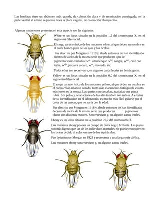 Las hembras tiene un abdomen más grande, de coloración clara y de terminación puntiaguda; en la
parte ventral el último segmento lleva la placa vaginal, de coloración blanquecina.
Algunas mutaciones presentes en esta especie son las siguintes:
White es un locus situado en la posición 1,5 del cromosoma X, en el
segmento diferencial.
El rasgo característico de los mutantes white, al que deben su nombre es
el color blanco puro de los ojos y los ocelos.
Fue descrito por Morgan en 1910 y, desde entonces de han identificado
cientos de alelos de la misma serie que producen ojos de
pigmentaciones variadas: wa , albaricoque, wbl, sangre, wwc, café con
leche, wdp, púrpura oscuro, wm, moteado, etc.
Todos ellos son recesivos y, en algunos casos letales en hemicigosis.
Yellow es un locus situado en la posición 0,0 del cromosoma X, en el
segmento diferencial.
El rasgo característico de los mutantes yellow, al que deben su nombre es
el cuero color amarillo dorado, tanto más claramente distinguible cuanto
más joven es la mosca. Las quetas son castañas, acabadas una punta
rubia. Los pelos y nerviaciones de las alas también son rubias. A efectos
de su identificación en el laboratorio, es mucho más fácil guiarse por el
color de las quetas, que no varía con la edad.
Fue descrito por Morgan en 1916 y, desde entonces de han identificado
decenas de alelos de la misma serie que producen pigmentos
claros con distintos matices. Son recesivos y, en algunos casos letales.
Ebony es un locus situado en la posición 70,7 del cromosoma 3.
Los mutantes ebony poseen un cuerpo de color negro brillante. Las pupas
son más ligeras que las de los individuos normales. Se puede reconocer en
las larvas debido al color oscuro de los espiráculos.
Fue descrito por Morgan en 1923 y representa a una larga serie alélica.
Los mutantes ebony son recesivos y, en algunos casos letales.
 