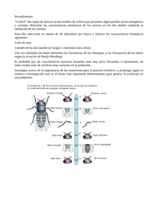 Procedimiento
“Cultive” dos cepas de moscas en dos medios de cultivo que presenten algún posible factor mutagénico
o variante, determine las características anatómicas de las moscas en los dos medios mediante la
tabulación de las mismas.
Para ello seleccione no menos de 20 individuos por frasco y observe las características fenotípicas
siguientes:
Color de ojos
Tamaño de las alas (puede ser largas o contraídas más cortas)
Una ves tabulados los datos determina las frecuencias de los fenotipos, y las frecuencias de los alelos
según la ecuación de Hardy-Weinberg.
Es probable que las características recesivas mutantes sean muy poco frecuentes o inexistentes, de
todos modos trate de verificar estas variantes en la población.
Investigue acerca de la importancia de las mutaciones para el proceso evolutivo, y proponga según su
criterio e investigación cual es el factor más importante (determinante) para generar la evolución en
una población.
 