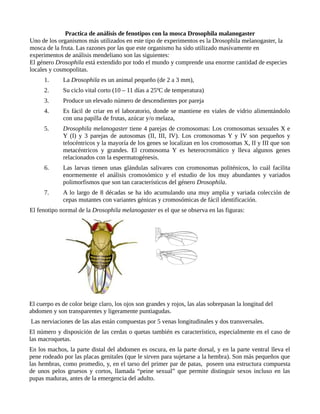 Practica de análisis de fenotipos con la mosca Drosophila malanogaster
Uno de los organismos más utilizados en este tipo de experimentos es la Drosophila melanogaster, la
mosca de la fruta. Las razones por las que este organismo ha sido utilizado masivamente en
experimentos de análisis mendeliano son las siguientes:
El género Drosophila está extendido por todo el mundo y comprende una enorme cantidad de especies
locales y cosmopolitas.
1. La Drosophila es un animal pequeño (de 2 a 3 mm),
2. Su ciclo vital corto (10 – 11 días a 25ºC de temperatura)
3. Produce un elevado número de descendientes por pareja
4. Es fácil de criar en el laboratorio, donde se mantiene en viales de vidrio alimentándolo
con una papilla de frutas, azúcar y/o melaza,
5. Drosophila melanogaster tiene 4 parejas de cromosomas: Los cromosomas sexuales X e
Y (I) y 3 parejas de autosomas (II, III, IV). Los cromosomas Y y IV son pequeños y
telocéntricos y la mayoría de los genes se localizan en los cromosomas X, II y III que son
metacéntricos y grandes. El cromosoma Y es heterocromático y lleva algunos genes
relacionados con la espermatogénesis.
6. Las larvas tienen unas glándulas salivares con cromosomas politénicos, lo cuál facilita
enormemente el análisis cromosómico y el estudio de los muy abundantes y variados
polimorfismos que son tan característicos del género Drosophila.
7. A lo largo de 8 décadas se ha ido acumulando una muy amplia y variada colección de
cepas mutantes con variantes génicas y cromosómicas de fácil identificación.
El fenotipo normal de la Drosophila melanogaster es el que se observa en las figuras:
El cuerpo es de color beige claro, los ojos son grandes y rojos, las alas sobrepasan la longitud del
abdomen y son transparentes y ligeramente puntiagudas.
Las nerviaciones de las alas están compuestas por 5 venas longitudinales y dos transversales.
El número y disposición de las cerdas o quetas también es característico, especialmente en el caso de
las macroquetas.
En los machos, la parte distal del abdomen es oscura, en la parte dorsal, y en la parte ventral lleva el
pene rodeado por las placas genitales (que le sirven para sujetarse a la hembra). Son más pequeños que
las hembras, como promedio, y, en el tarso del primer par de patas, poseen una estructura compuesta
de unos pelos gruesos y cortos, llamada “peine sexual” que permite distinguir sexos incluso en las
pupas maduras, antes de la emergencia del adulto.
 