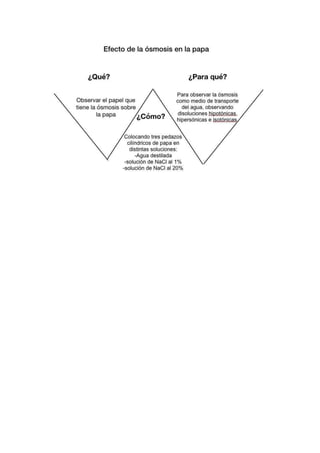 Práctica de la papa