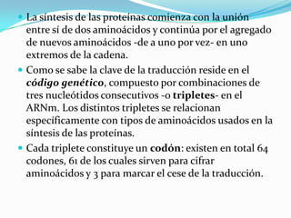  La síntesis de las proteínas comienza con la unión
  entre sí de dos aminoácidos y continúa por el agregado
  de nuevos aminoácidos -de a uno por vez- en uno
  extremos de la cadena.
 Como se sabe la clave de la traducción reside en el
  código genético, compuesto por combinaciones de
  tres nucleótidos consecutivos -o tripletes- en el
  ARNm. Los distintos tripletes se relacionan
  específicamente con tipos de aminoácidos usados en la
  síntesis de las proteínas.
 Cada triplete constituye un codón: existen en total 64
  codones, 61 de los cuales sirven para cifrar
  aminoácidos y 3 para marcar el cese de la traducción.
 
