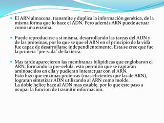  El ARN almacena, transmite y duplica la información genética, de la
  misma forma que lo hace el ADN. Pero además ARN puede actuar
  como una enzima.

 Puede reproducirse a sí misma, desarrollando las tareas del ADN y
  de las proteínas, por lo que se que el ARN en el principio de la vida
  fue capaz de desarrollarse independientemente. Esta se cree que fue
  la primera "pre-vida" de la tierra.

 Mas tarde aparecieron las membranas bilipidicas que englobaron el
  ARN, formando la pre-celula, esto permitio que se captaran
  aminoacidos en ella y pudieran interactuar con el ARN.
  Esto hizo que enzimas proteicas (mas eficientes que las de ARN),
  lograran sintetizar ADN utilizando al ARN como molde.
  La doble helice hace al ADN mas estable, por lo que este paso a
  ocupar la funcion de trasmitir informacion.
 