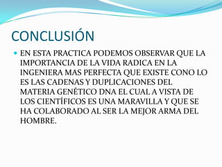 CONCLUSIÓN
 EN ESTA PRACTICA PODEMOS OBSERVAR QUE LA
 IMPORTANCIA DE LA VIDA RADICA EN LA
 INGENIERA MAS PERFECTA QUE EXISTE CONO LO
 ES LAS CADENAS Y DUPLICACIONES DEL
 MATERIA GENÉTICO DNA EL CUAL A VISTA DE
 LOS CIENTÍFICOS ES UNA MARAVILLA Y QUE SE
 HA COLABORADO AL SER LA MEJOR ARMA DEL
 HOMBRE.
 