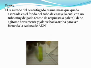 Paso 5
El resultado del centrifugado es una masa que queda
  asentada en el fondo del tubo de ensaye la cual con un
  tubo muy delgado (como de respuesta o paleta) debe
  agitarse brevemente y jalarse hacia arriba para ver
  formada la cadena de ADN.
 