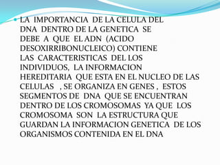  LA IMPORTANCIA DE LA CELULA DEL
 DNA DENTRO DE LA GENETICA SE
 DEBE A QUE EL ADN (ACIDO
 DESOXIRRIBONUCLEICO) CONTIENE
 LAS CARACTERISTICAS DEL LOS
 INDIVIDUOS, LA INFORMACION
 HEREDITARIA QUE ESTA EN EL NUCLEO DE LAS
 CELULAS , SE ORGANIZA EN GENES , ESTOS
 SEGMENTOS DE DNA QUE SE ENCUENTRAN
 DENTRO DE LOS CROMOSOMAS YA QUE LOS
 CROMOSOMA SON LA ESTRUCTURA QUE
 GUARDAN LA INFORMACION GENETICA DE LOS
 ORGANISMOS CONTENIDA EN EL DNA
 