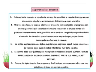 Sugerencias al docente

3. Es importante recordar al estudiante normas de seguridad al colectar insectos ya que
             se expone a picaduras y mordeduras de insectos y otros animales.
4. Una vez colectado, se sugiere adormecer al insecto con un algodón impregnado con
         alcohol y acetona que se coloca con mucho cuidado en el envase donde fue
     guardado. Generalmente debe guardarse en la nevera o congelador dependiendo de
          si tamaño. Se ablandará posteriormente con vapor de agua, o por simple
                            descongelación fuera de la nevera.
5.   No olvide que las mariposas deben guardarse en sobres de papel, nunca en envases
               de vidrio o cajas pues el aleteo intentando huir daña sus alas.
6. El alumno debe usar guantes para manipular el insecto en el aula. EL INSECTO DEBE
         MANEJARSE CON MUCHO CUIDADO, EVITANDO PARTIR SUS PATAS, ALAS Y
                                         ANTENAS.
 7. En caso de algún insecto descompuesto, deséchelo en un envase cerrado y que ese
                          estudiante trabaje en parejas con otro.
 