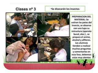 Clases nº 3   •Se disecarán los insectos

                                PREPARACION DEL
                                   MATERIAL: Se
                                estiran las patas del
                                insecto, se observa
                                  con una lupa su
                                estructura (aparato
                                  bucal, alas ) , se
                                 prepara el anime,
                                 alcohol y alfileres.
                                    Los alumnos
                                 tienden a realizar
                                 muchas preguntas
                                 y comentarios en
                                esta fase, debemos
                                 estar muy atentos
 