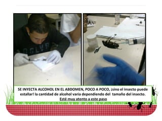 SE INYECTA ALCOHOL EN EL ABDOMEN, POCO A POCO, ¡sino el insecto puede
 estallar! la cantidad de alcohol varia dependiendo del tamaño del insecto.
                          Esté muy atento a este paso
 
