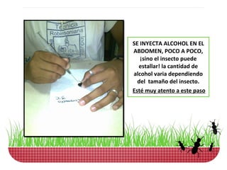 SE INYECTA ALCOHOL EN EL
ABDOMEN, POCO A POCO,
   ¡sino el insecto puede
  estallar! la cantidad de
alcohol varia dependiendo
  del tamaño del insecto.
Esté muy atento a este paso
 