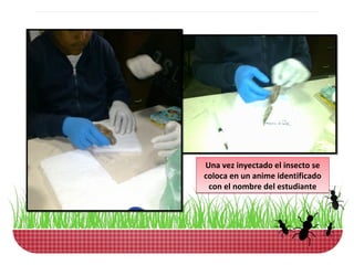 Una vez inyectado el insecto se
coloca en un anime identificado
 con el nombre del estudiante
 