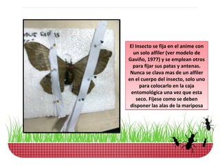 El Insecto se fija en el anime con
  un solo alfiler (ver modelo de
Gaviño, 1977) y se emplean otros
  para fijar sus patas y antenas.
 Nunca se clava mas de un alfiler
en el cuerpo del insecto, solo uno
     para colocarlo en la caja
 entomológica una vez que esta
    seco. Fíjese como se deben
 disponer las alas de la mariposa
 