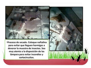 •Proceso de secado. Coloque naftalina
  para evitar que lleguen hormigas a
 devorar la muestra de insectos. Sea
  muy atento a la disposición de las
   lámpara para evitar incendios y
            cortocircuitos.
 