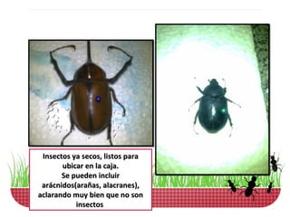 Insectos ya secos, listos para
       ubicar en la caja.
       Se pueden incluir
 arácnidos(arañas, alacranes),
aclarando muy bien que no son
           insectos
 