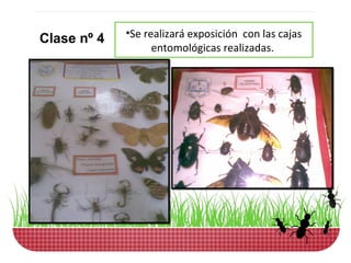 •Se realizará exposición con las cajas
Clase nº 4
                   entomológicas realizadas.
 