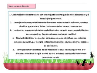 Sugerencias al docente



1. Cada insecto debe identificarse con una etiqueta que indique los datos del colector y la
                                   colecta (ver guía anexa).
 3. Las cajas deben ser preferiblemente de madera u otro material resistente, con tapa
           de vidrio y /o acetato, deben contener naftalina para su conservación.
 4. Los insectos pueden ser pintados con brillo de uñas para dar aspecto mas brillante a
                   su exoesqueleto. ( no se aplica con mariposas y polillas)
    5. No olvide identificar los insectos por orden, así como identificar cual es la mas
     común en su región, por ejemplo en los altos mirandinos abundan diversas especies
                                        de coleópteros.
    6. Verifique siempre el estado de los insectos en la caja, ante cualquier mal olor
       proceda a identificar si algún insecto no esta bien seco y colóquelo de nuevo en
                                      proceso de secado.
 