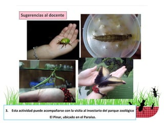 Sugerencias al docente




3. Esta actividad puede acompañarse con la visita al insectario del parque zoológico
                            El Pinar, ubicado en el Paraíso.
 