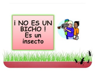 ¡ NO ES UN
  BICHO !
    Es un
   insecto
 