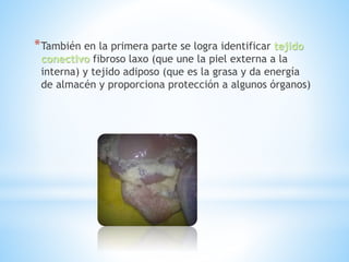 *También en la primera parte se logra identificar tejido
conectivo fibroso laxo (que une la piel externa a la
interna) y tejido adiposo (que es la grasa y da energía
de almacén y proporciona protección a algunos órganos)
 