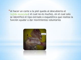 *Al hacer un corte a la piel queda al descubierto el
tejido muscular( el cual no es mucho), en el cual solo
se identificó el tipo estriado o esquelético que realiza la
función ayudar a dar movimientos voluntarios
 