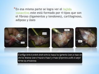 *En esa misma parte se logra ver el tejido
conectivo este está formado por 4 tipos que son
el fibroso (ligamentos y tendones), cartilaginoso,
adiposo y óseo
 