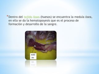 *Dentro del tejido óseo (huesos) se encuentra la medula ósea,
en ella se da la hematopoyesis que es el proceso de
formación y desarrollo de la sangre.
 